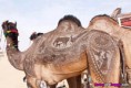 /album/krasne-umeni/beautifully-polished-camel-leather-jpg/